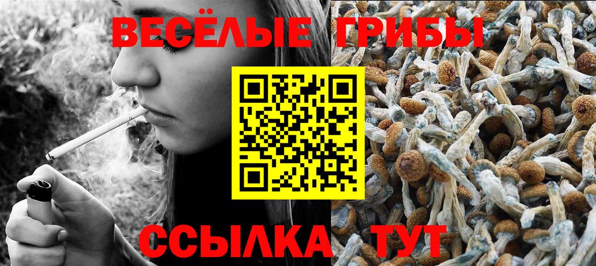 Галлюциногенные грибы Psilocybine cubensis Заинск